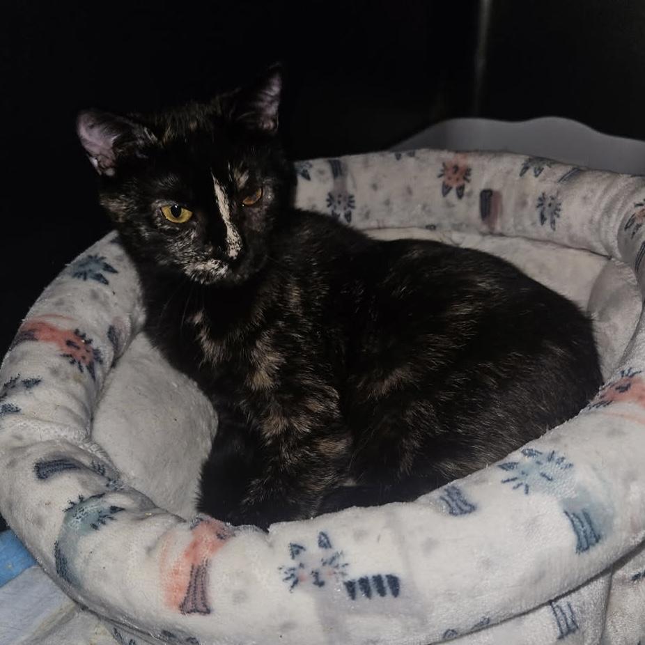 Judy, a Adoptable Tortoiseshell in Bentonville, AR image 2/2