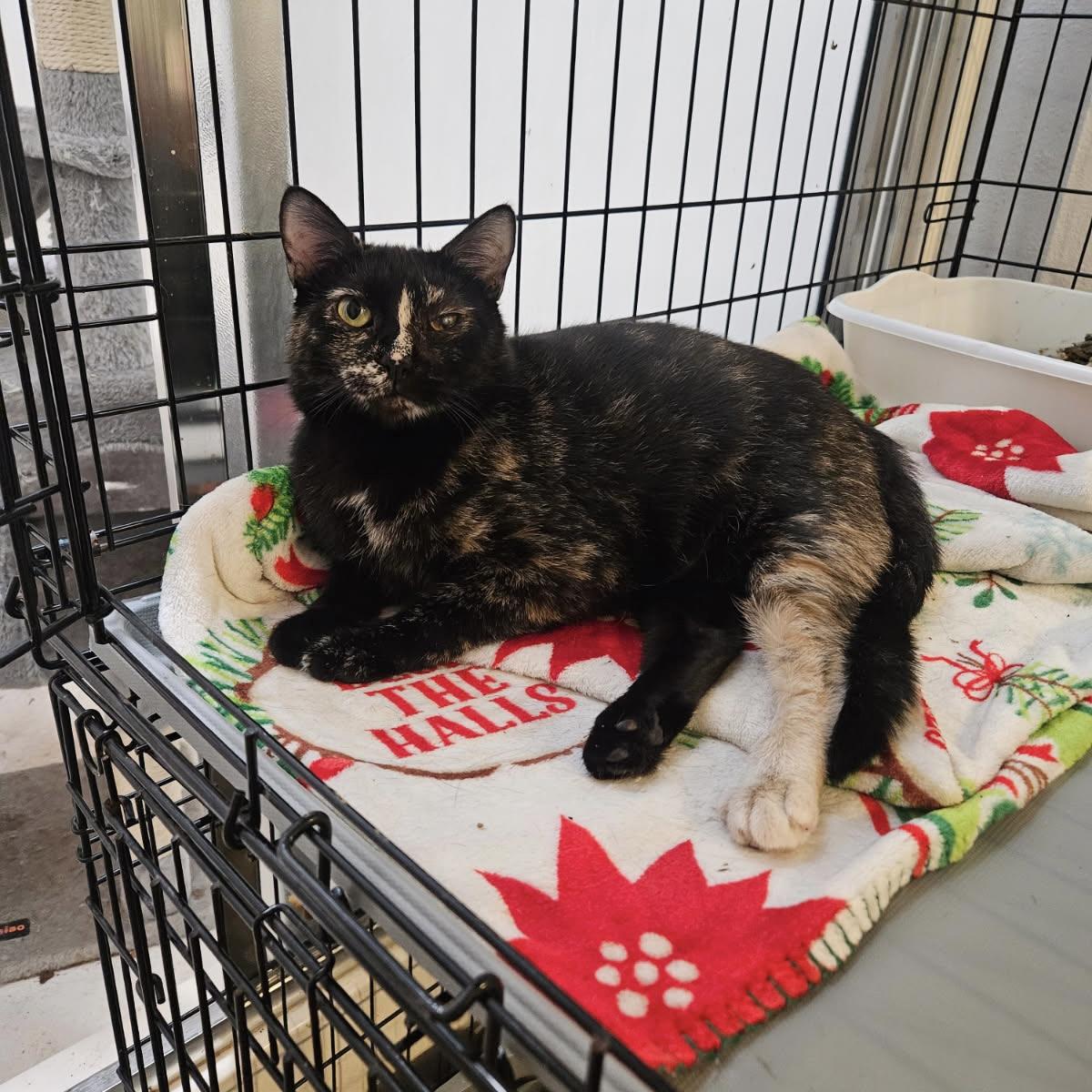 Judy, a Adoptable Tortoiseshell in Bentonville, AR image 1/2