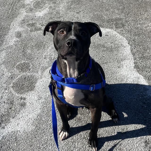 PRINCE, Adoptable, Adult Male Pit Bull Terrier.