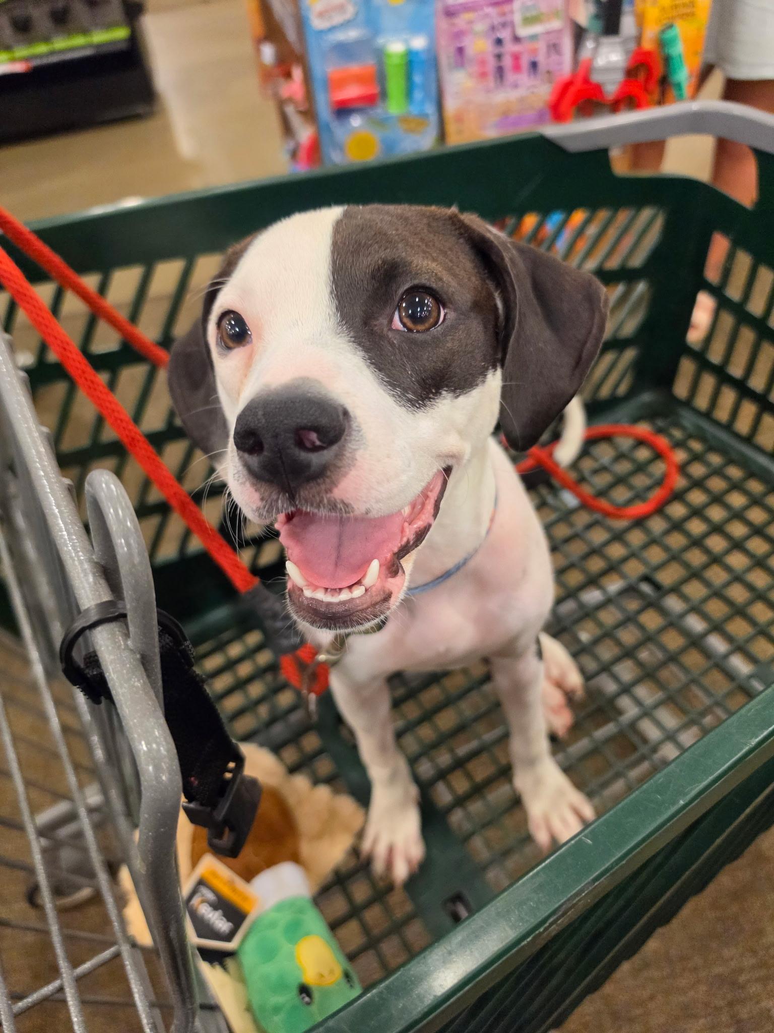 Dottie, an adoptable mixed breed in Marietta, GA image 5/6