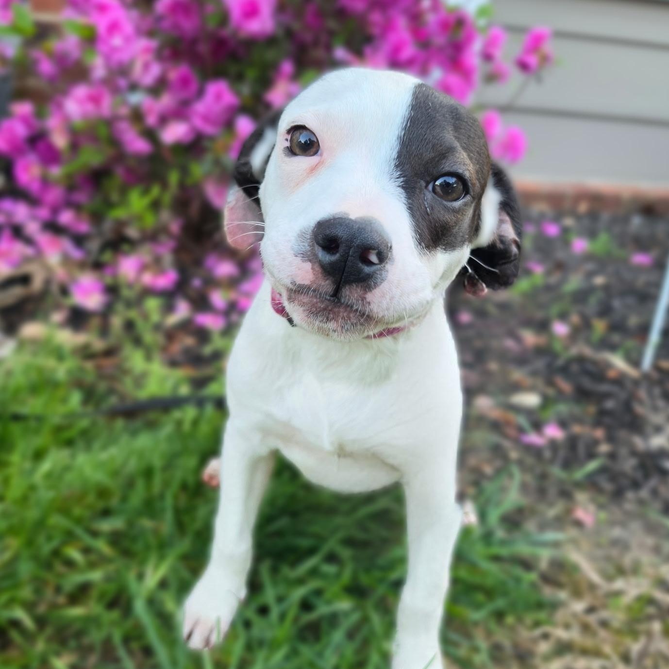 Enlarge Dottie, an adopted mixed breed in Marietta, GA image 1/4