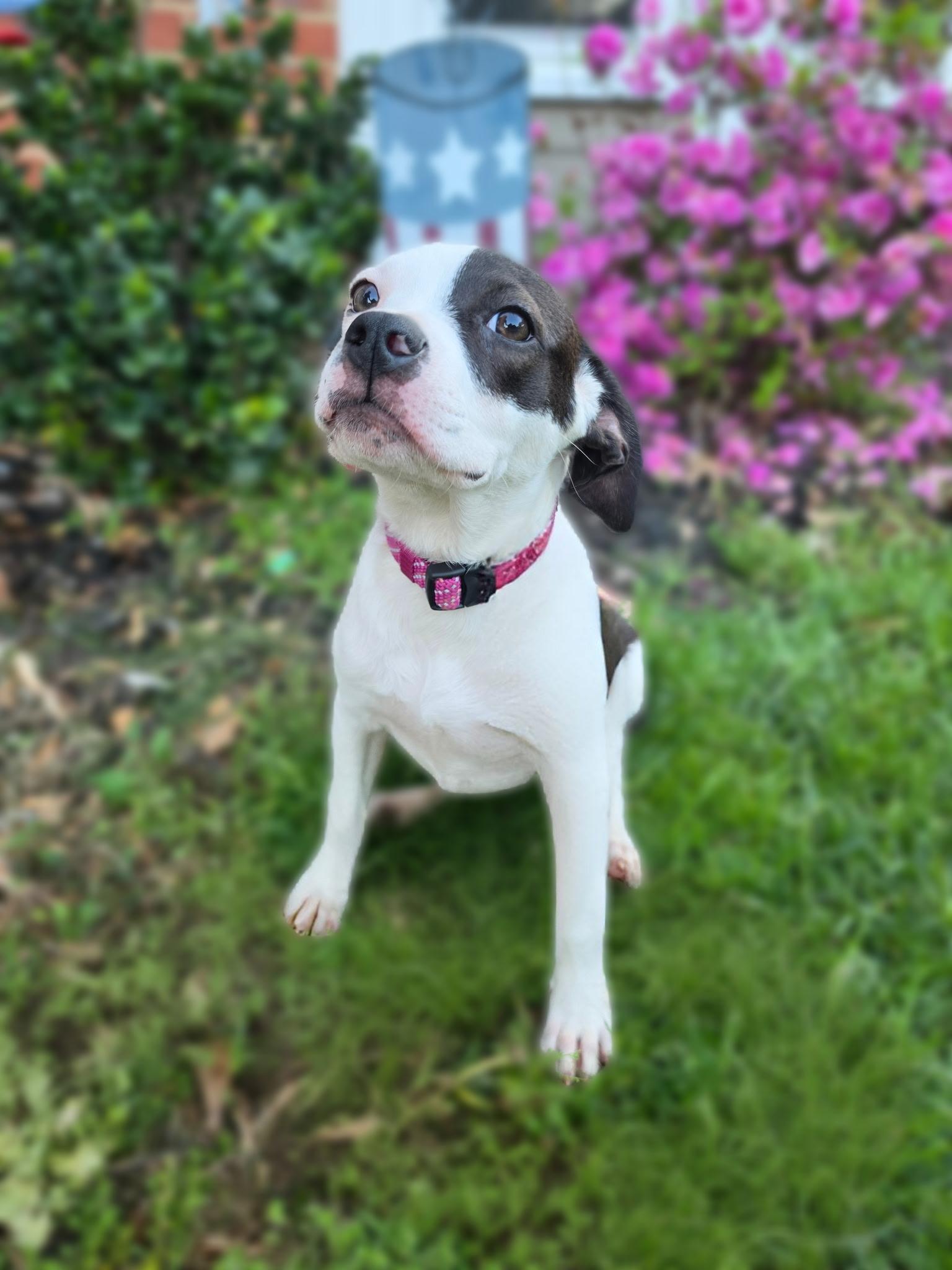 Enlarge Dottie, an adopted mixed breed in Marietta, GA image 3/4