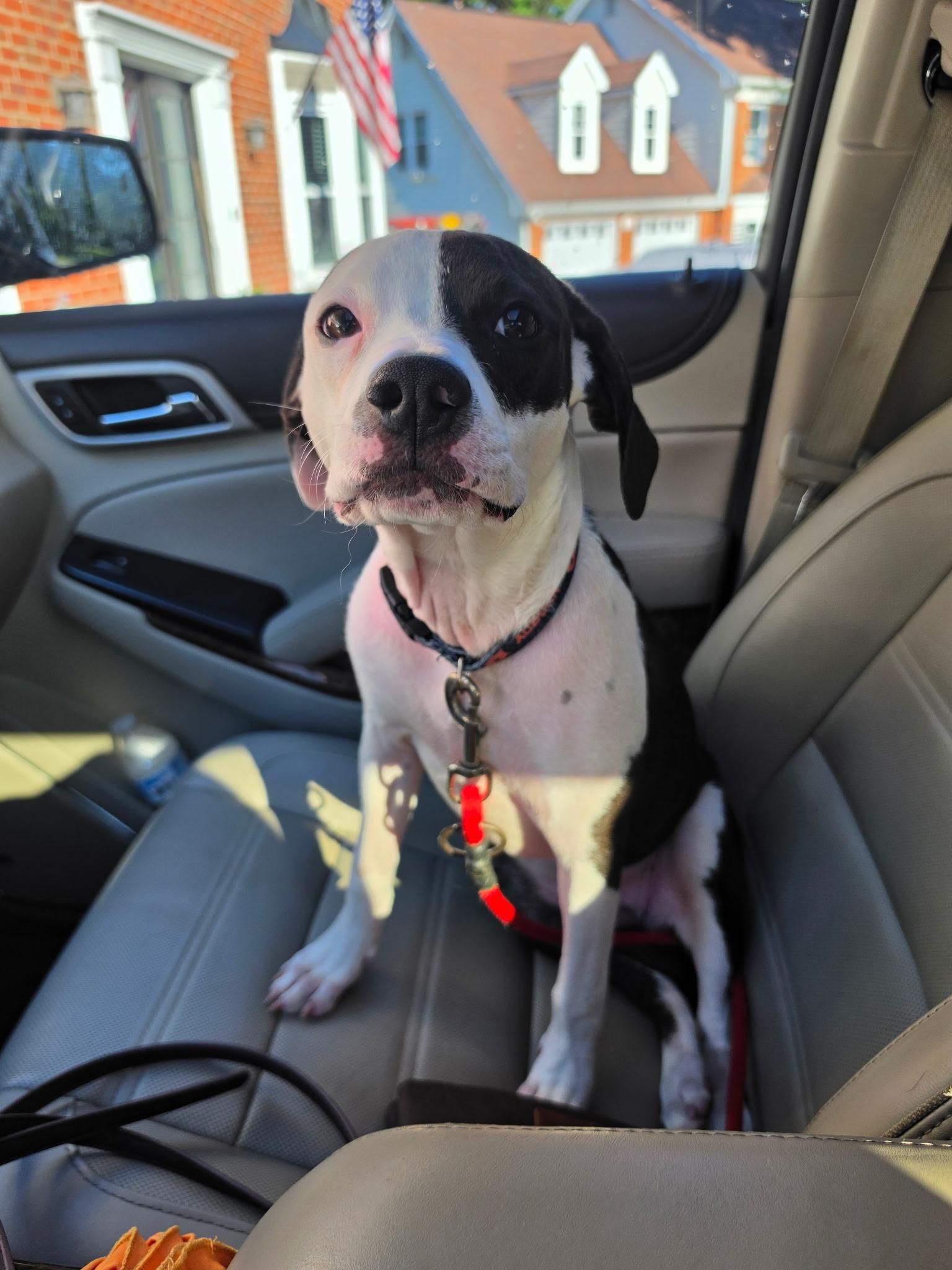 Dottie, an adoptable mixed breed in Marietta, GA image 2/6