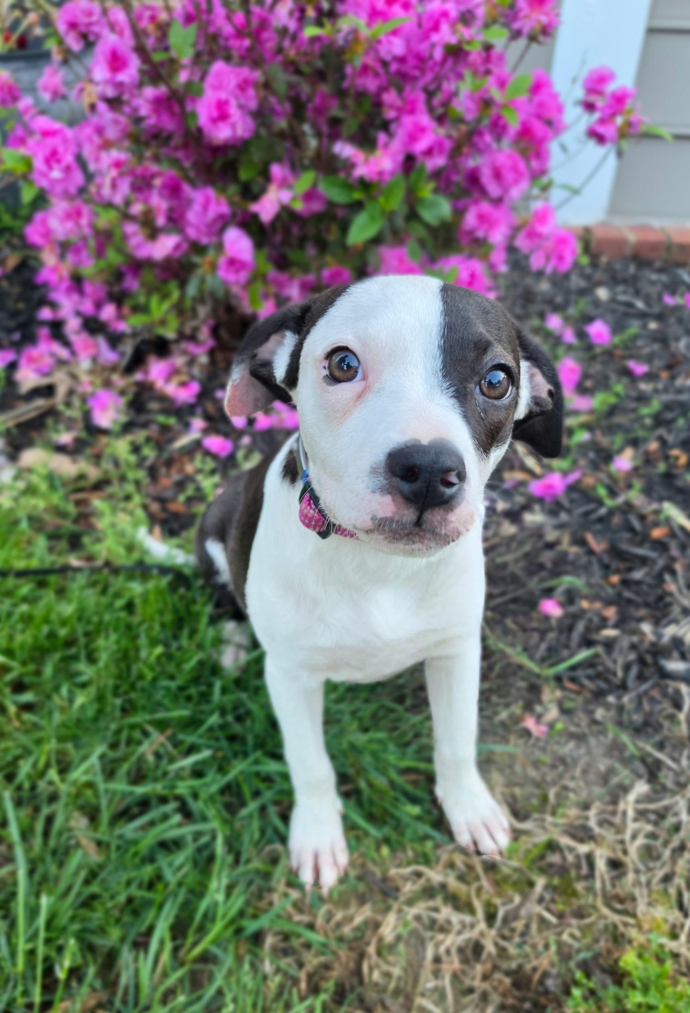 Enlarge Dottie, an adopted mixed breed in Marietta, GA image 2/4