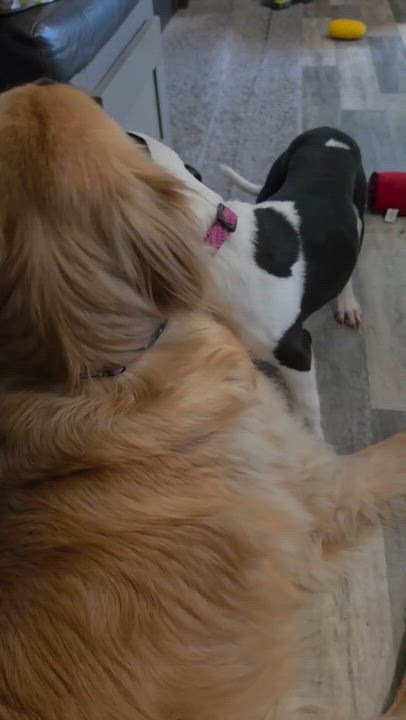 Enlarge Dottie, an adopted mixed breed in Marietta, GA video 4/4