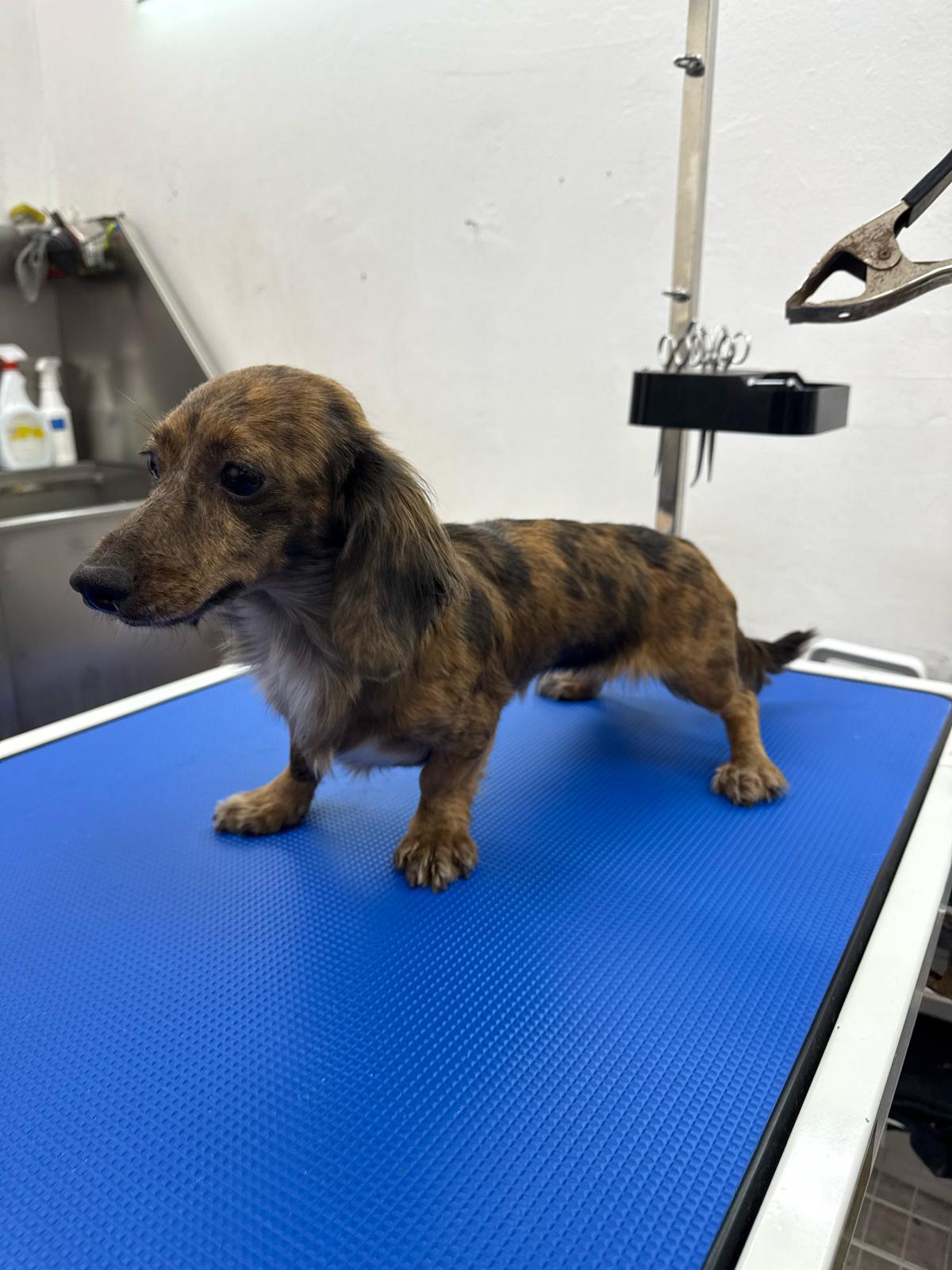 Winnie Dachshund Dog