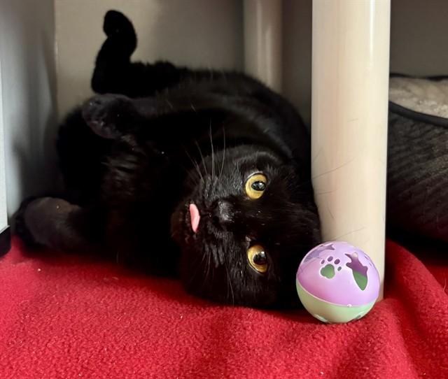 Enlarge IVY, a Adoptable Domestic Short Hair in Kalamazoo, MI image 1/1
