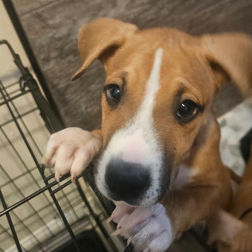 Enlarge Bagel, a Adoptable mixed breed in Oceanside, CA image 1/1