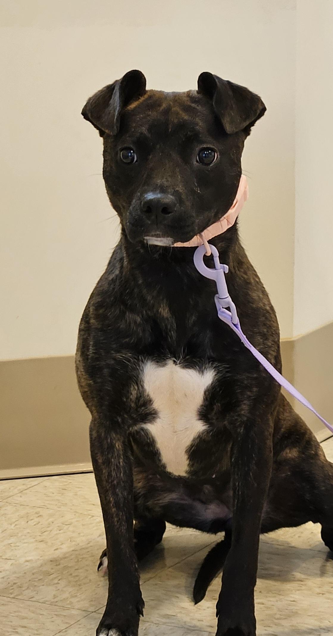 Enlarge Lelo, an adopted mixed breed in Bluffton, IN image 1/1