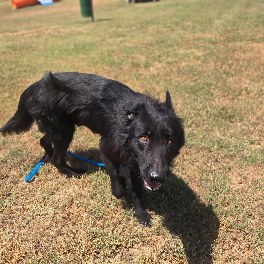 Marshall, Adoptable, Senior Male Mixed Breed.