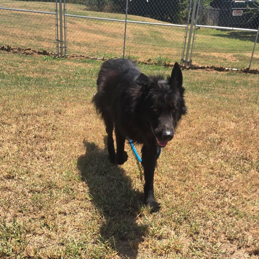 Enlarge Marshall, a Adoptable Mixed Breed in Pauls Valley, OK image 2/6