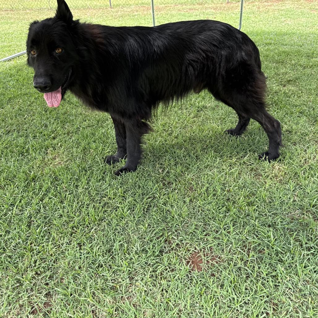 Enlarge Marshall, a Adoptable Mixed Breed in Pauls Valley, OK image 3/6