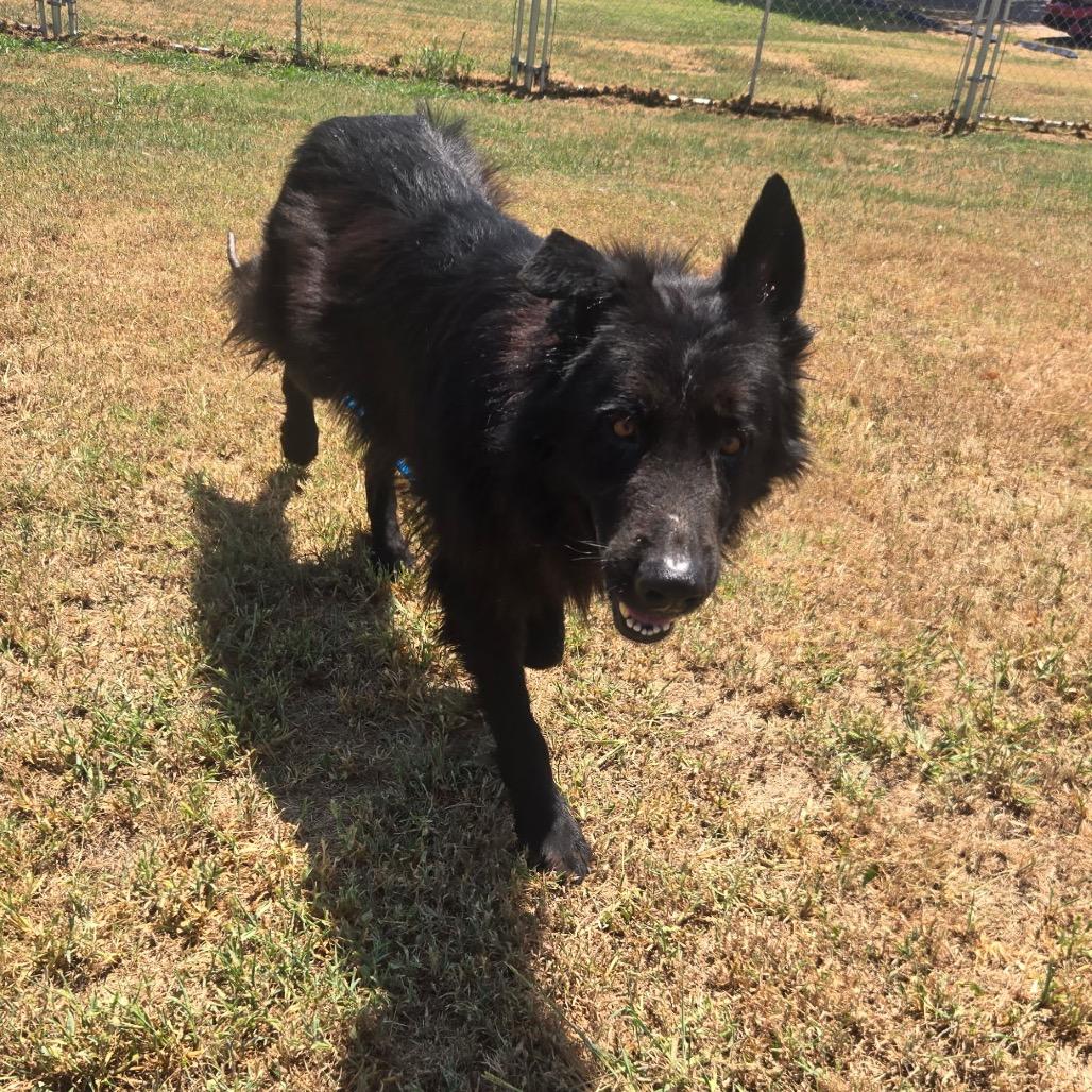 Enlarge Marshall, a Adoptable Mixed Breed in Pauls Valley, OK image 4/6