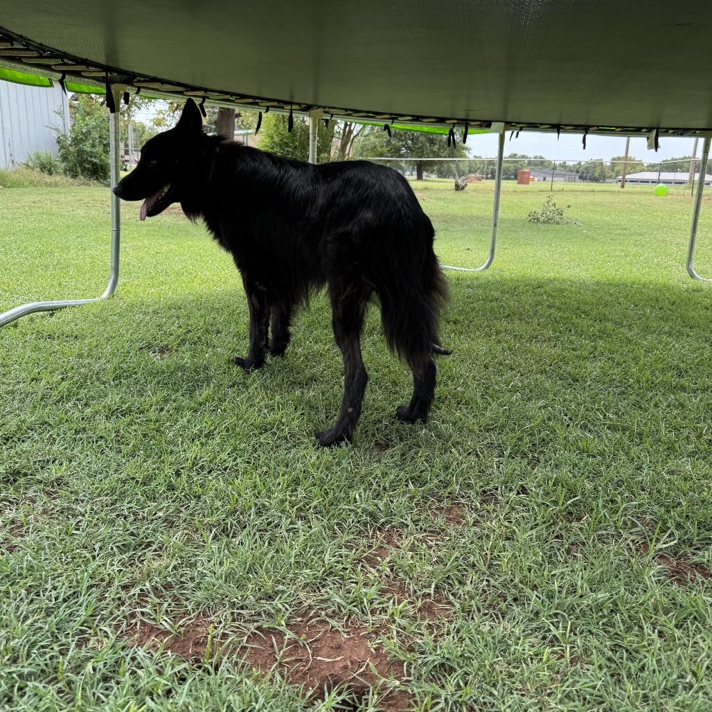 Enlarge Marshall, a Adoptable Mixed Breed in Pauls Valley, OK image 5/6