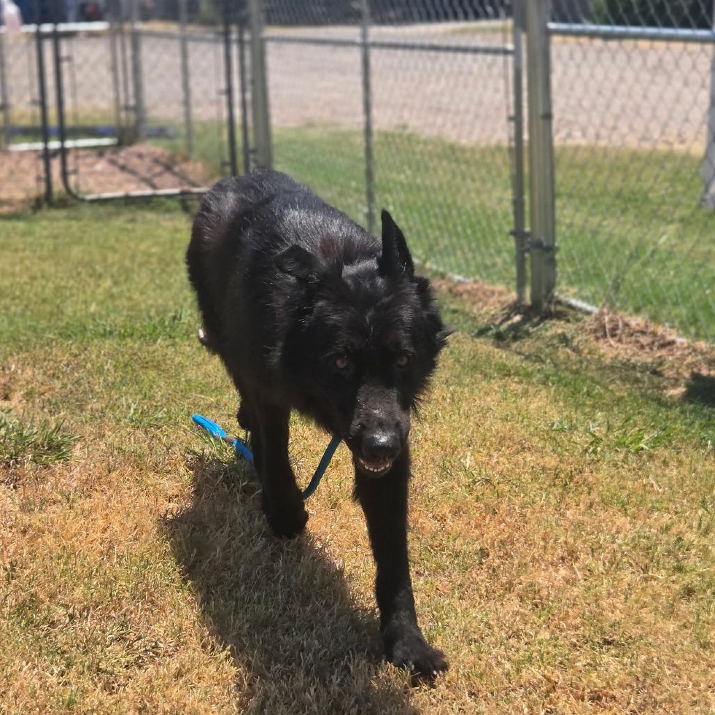 Enlarge Marshall, a Adoptable Mixed Breed in Pauls Valley, OK image 6/6