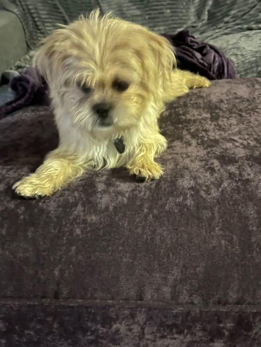 Sophia photo