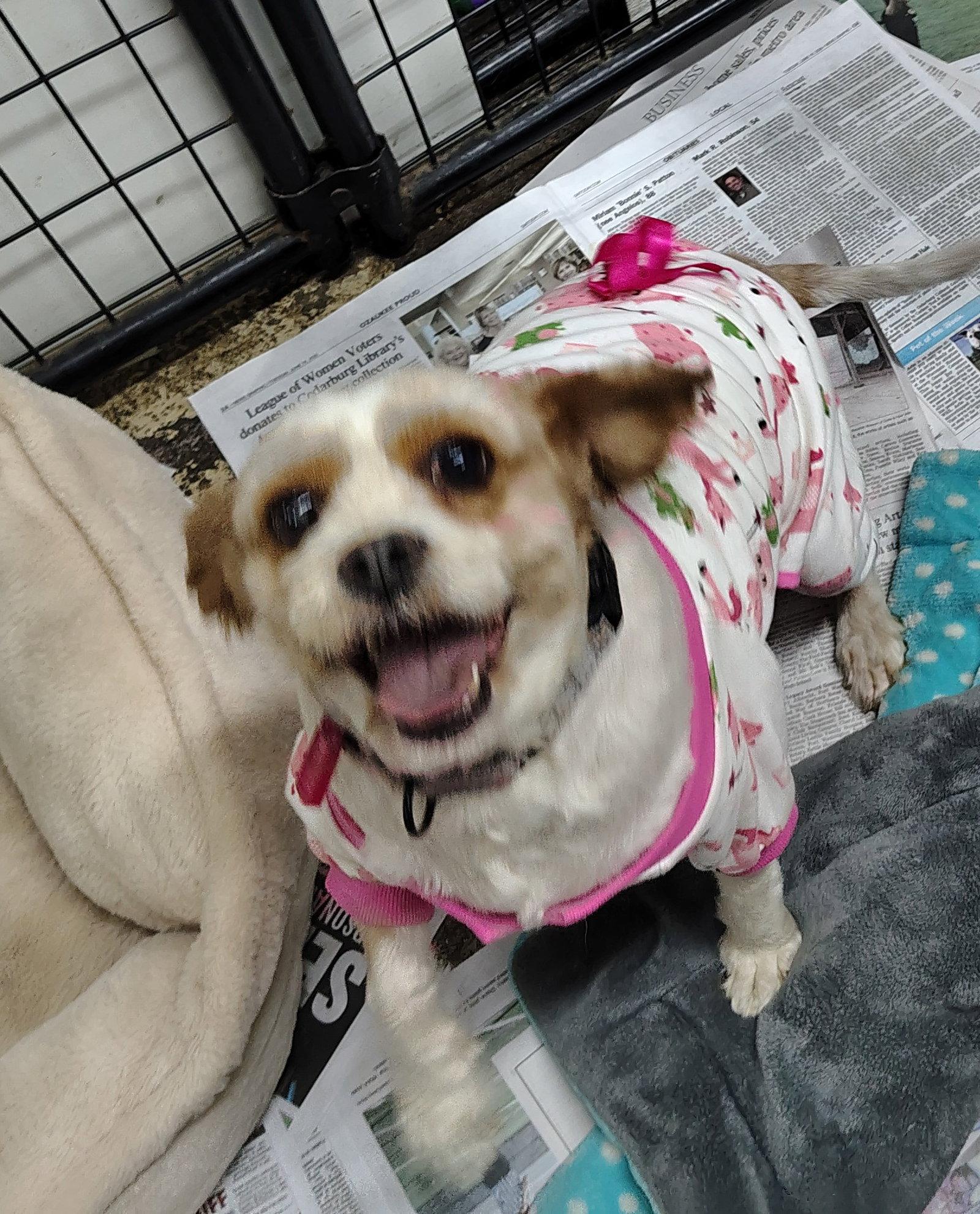 Pink Swimmingo, Adoptable, Adult Female Cavalier King Charles Spaniel & Poodle.