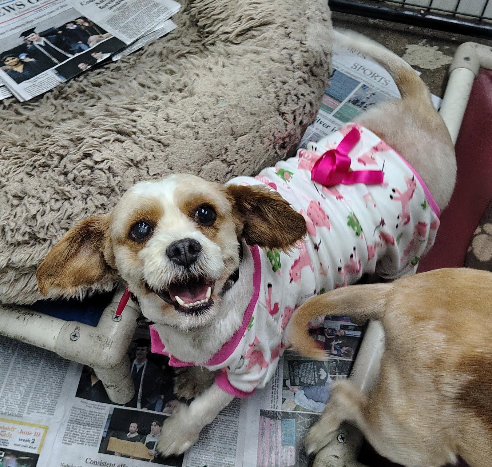 Pink Swimmingo, a Adoptable mixed breed in Mukwonago, WI image 2/3