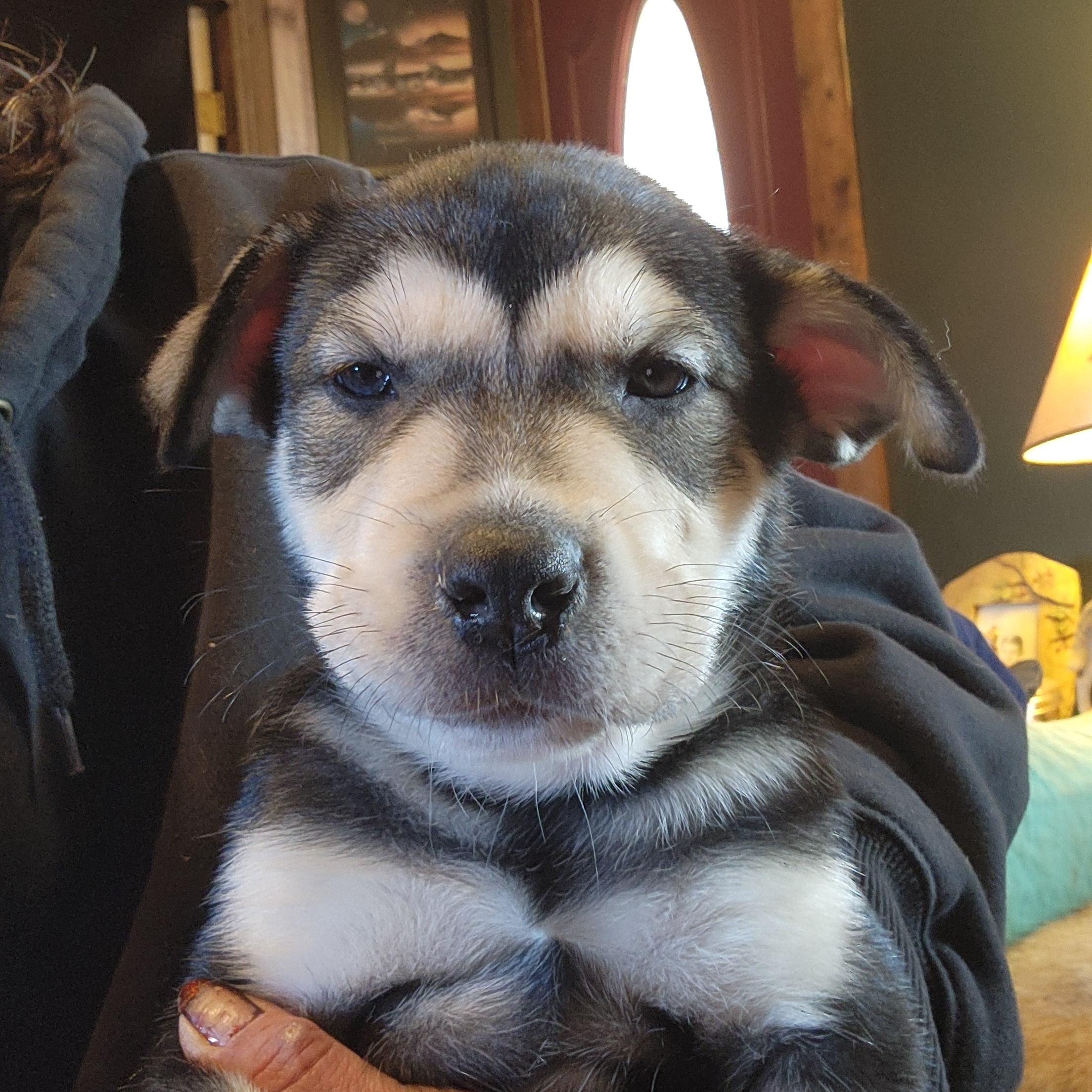 Prancer, Adopted, Puppy Male Alaskan Malamute & Cane Corso.