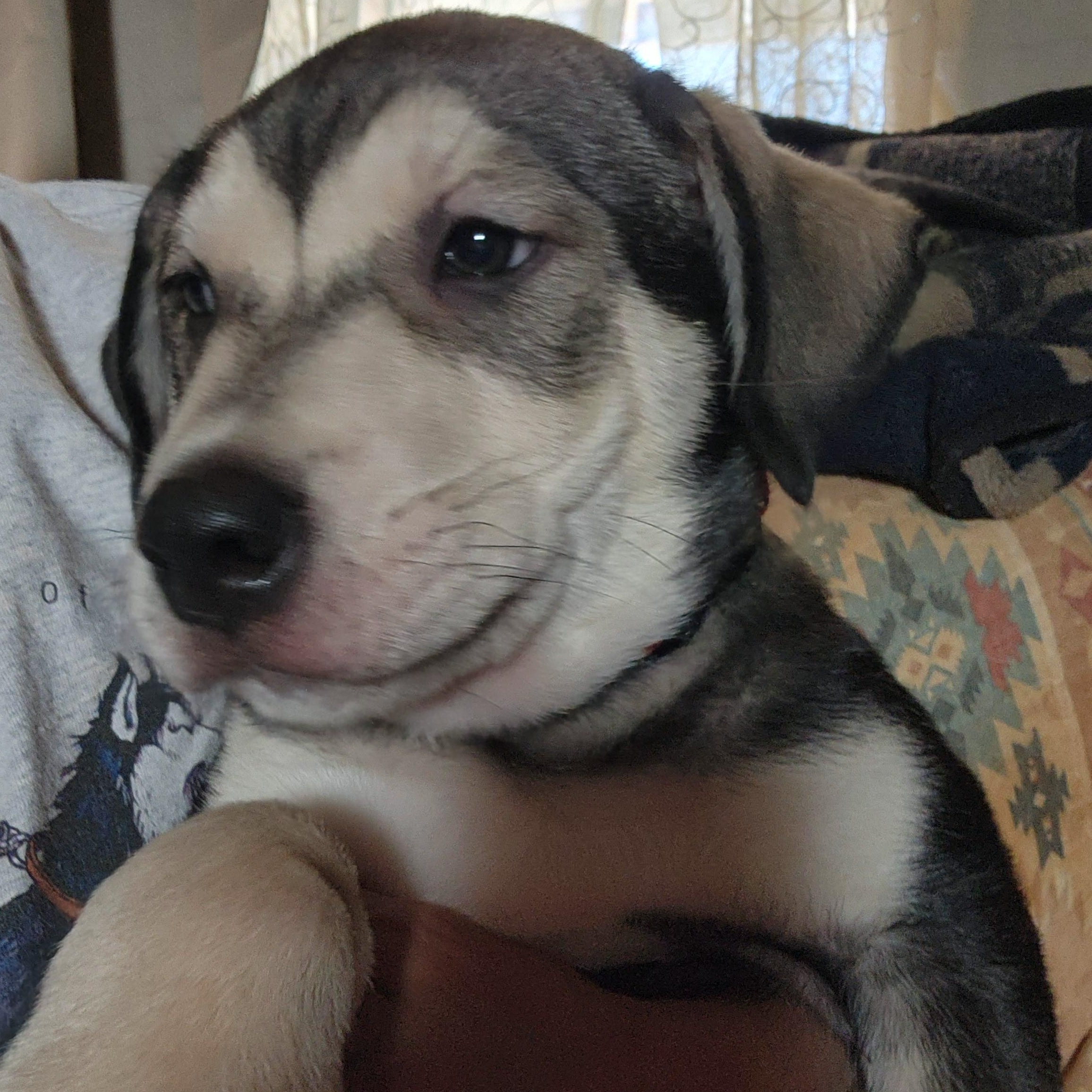 Prancer, Adopted, Puppy Male Alaskan Malamute & Cane Corso.