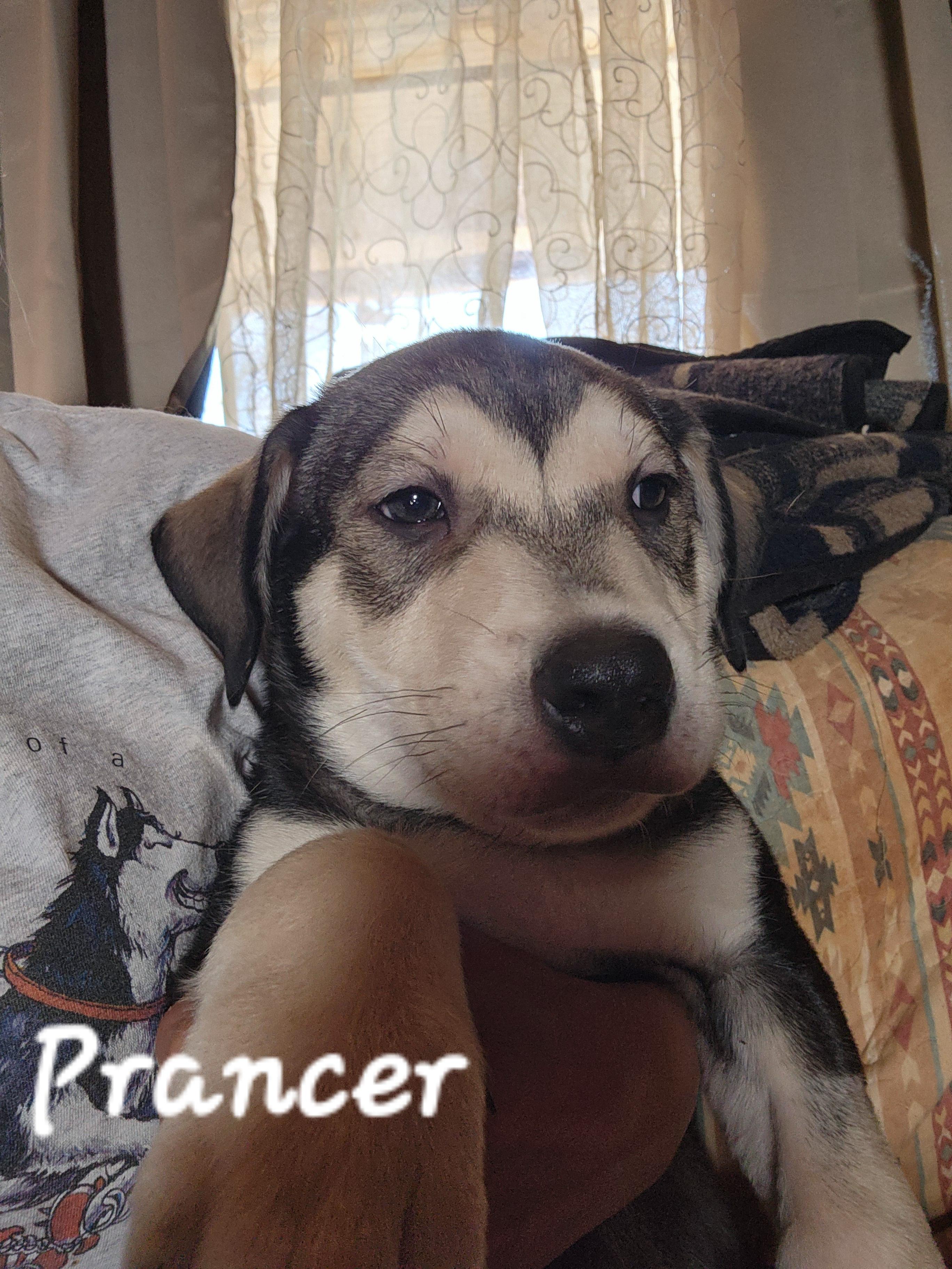 Prancer, a Adopted mixed breed in Stuart, VA image 3/3
