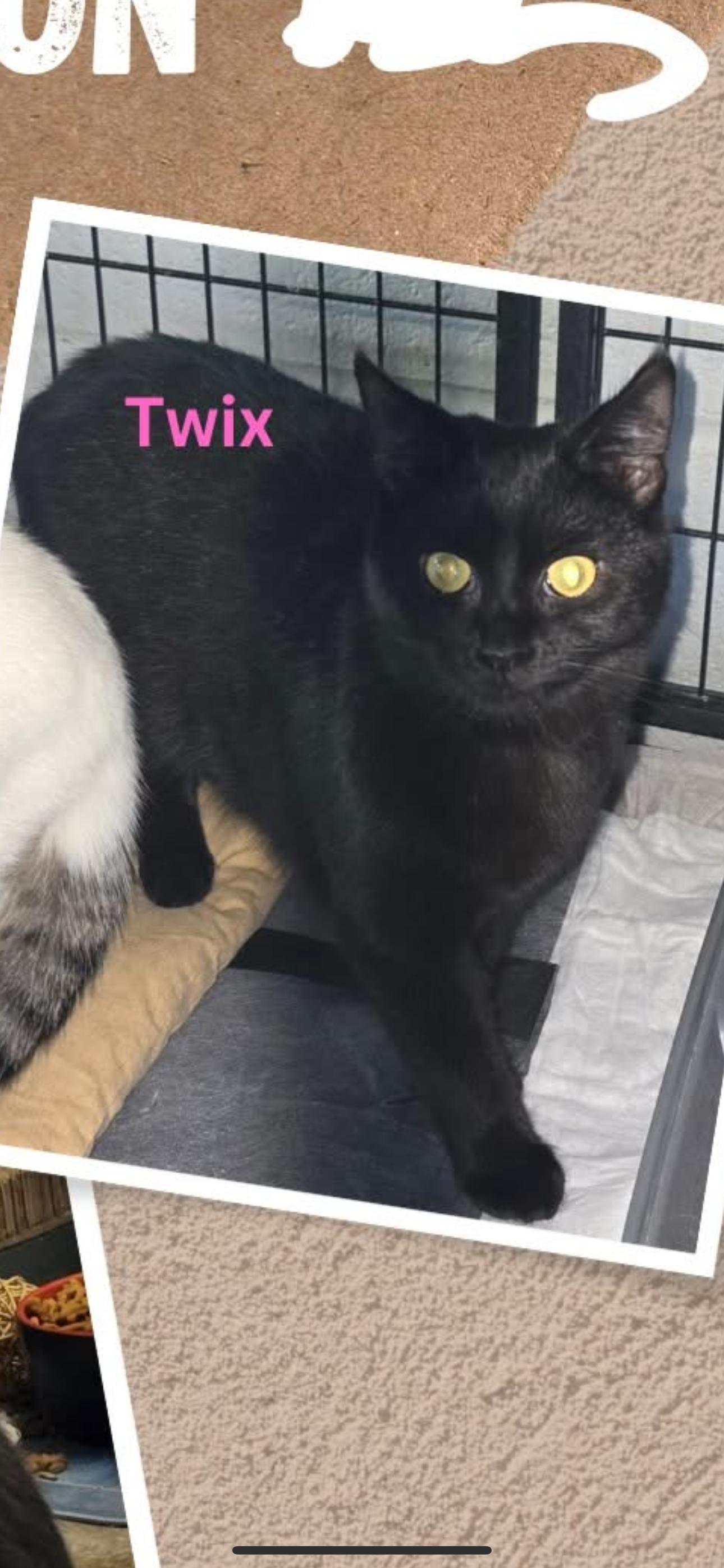 Twix, a Adoptable Domestic Short Hair in Hermitage, PA image 1/5