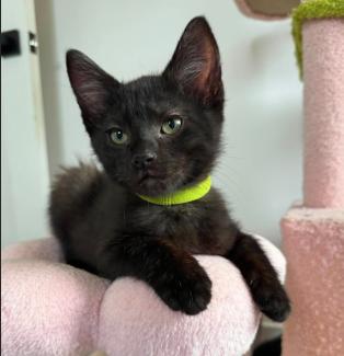 Enlarge Coco, a ADOPTABLE mixed breed in Escondido, CA image 1/1