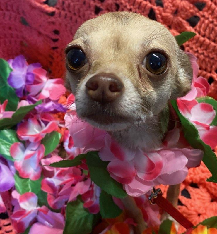 Buttercup, a ADOPTABLE Chihuahua in Colusa, CA image 3/6