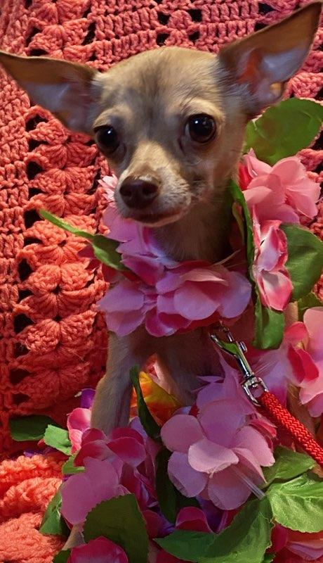 Buttercup, a ADOPTABLE Chihuahua in Colusa, CA image 2/6