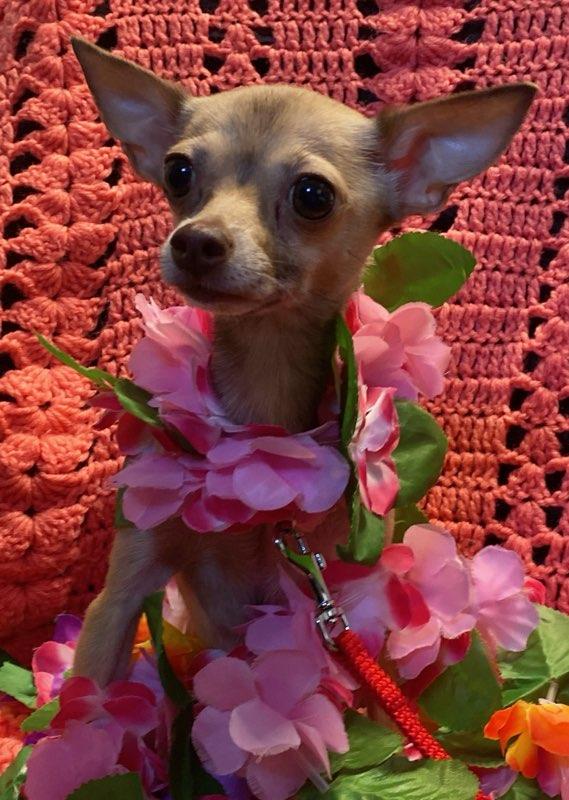 Buttercup, a ADOPTABLE Chihuahua in Colusa, CA image 5/6