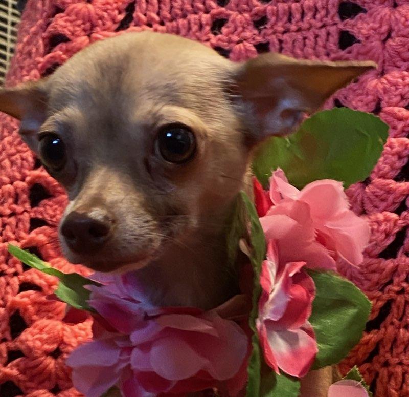 Buttercup, a ADOPTABLE Chihuahua in Colusa, CA image 4/6