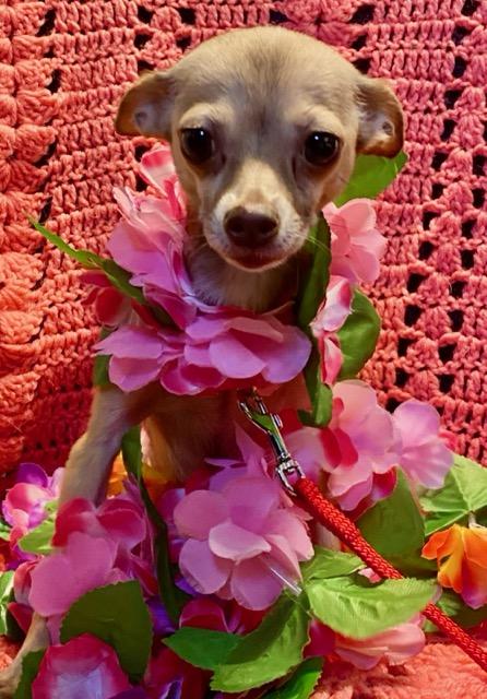 Buttercup, ADOPTABLE, Adult Female Chihuahua.