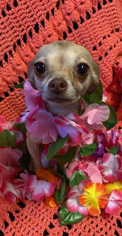 Buttercup, a ADOPTABLE Chihuahua in Colusa, CA image 6/6