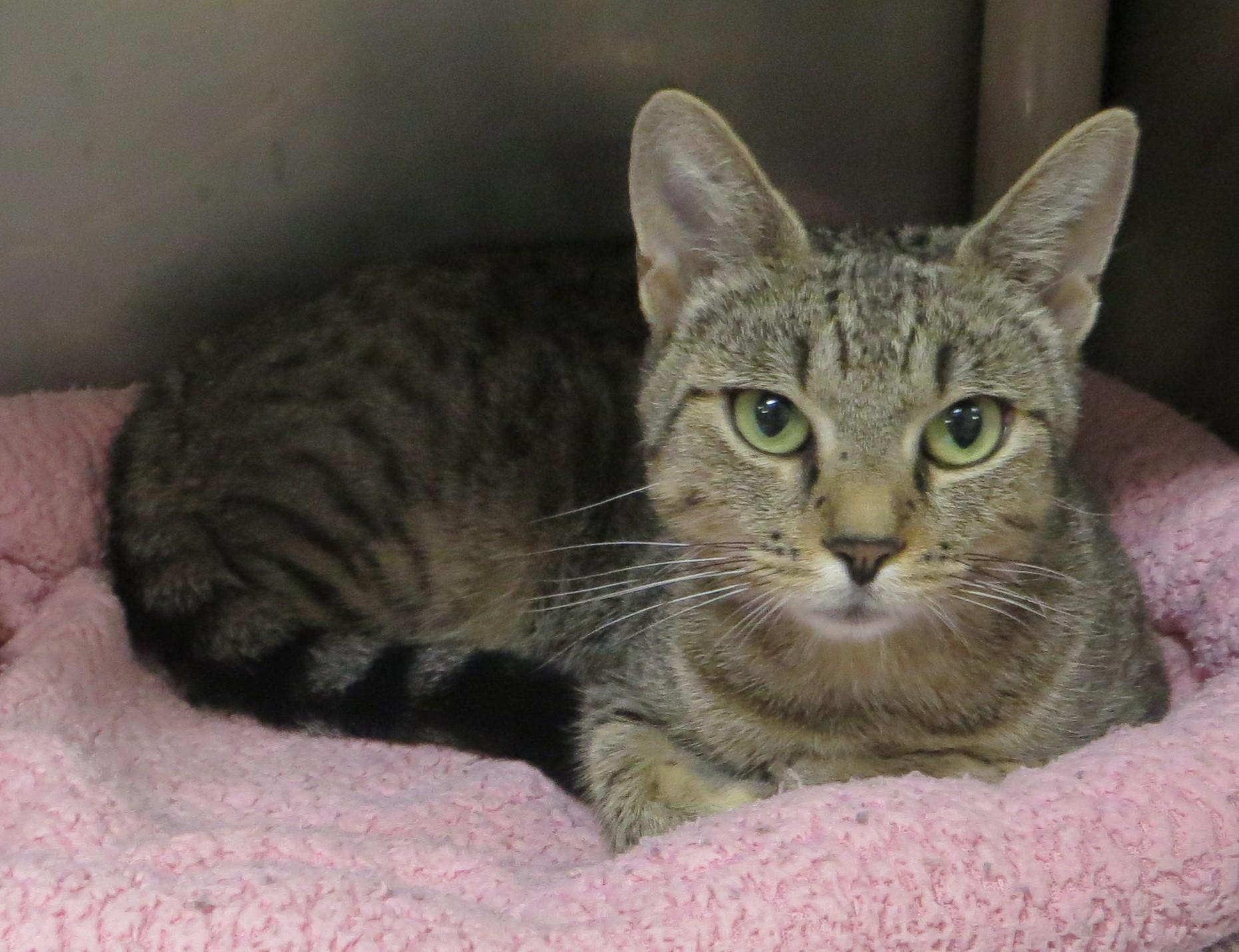 Enlarge JENNY, a ADOPTABLE Tiger in Taunton, MA image 2/6