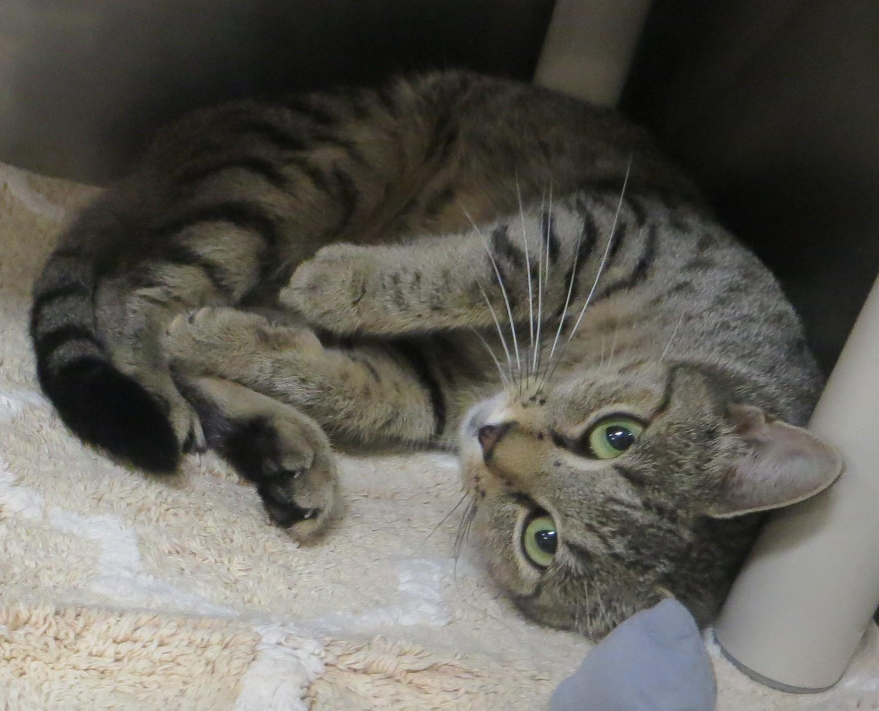 Enlarge JENNY, a ADOPTABLE Tiger in Taunton, MA image 4/6