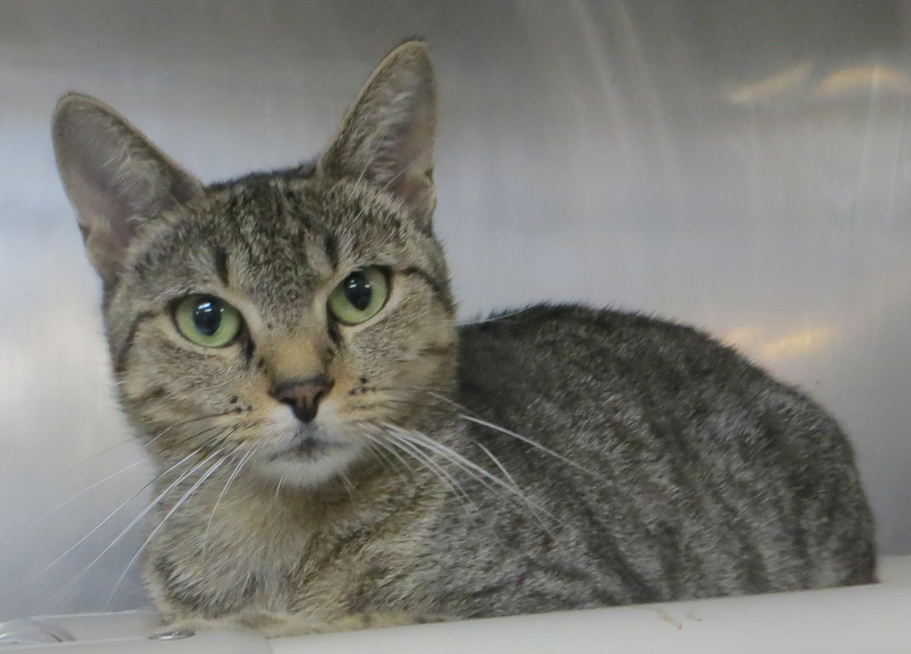 Enlarge JENNY, a ADOPTABLE Tiger in Taunton, MA image 1/6