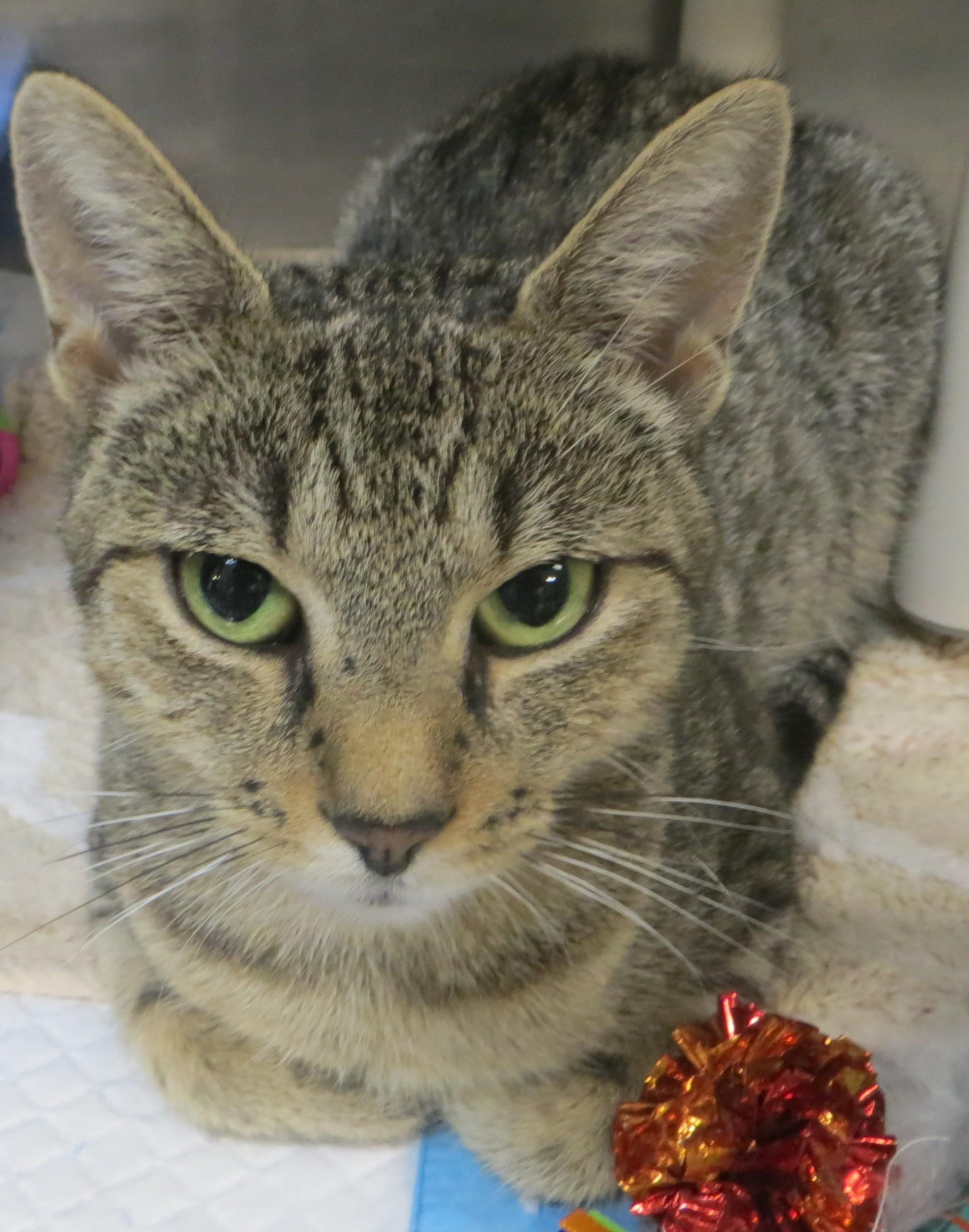 Enlarge JENNY, a ADOPTABLE Tiger in Taunton, MA image 3/6