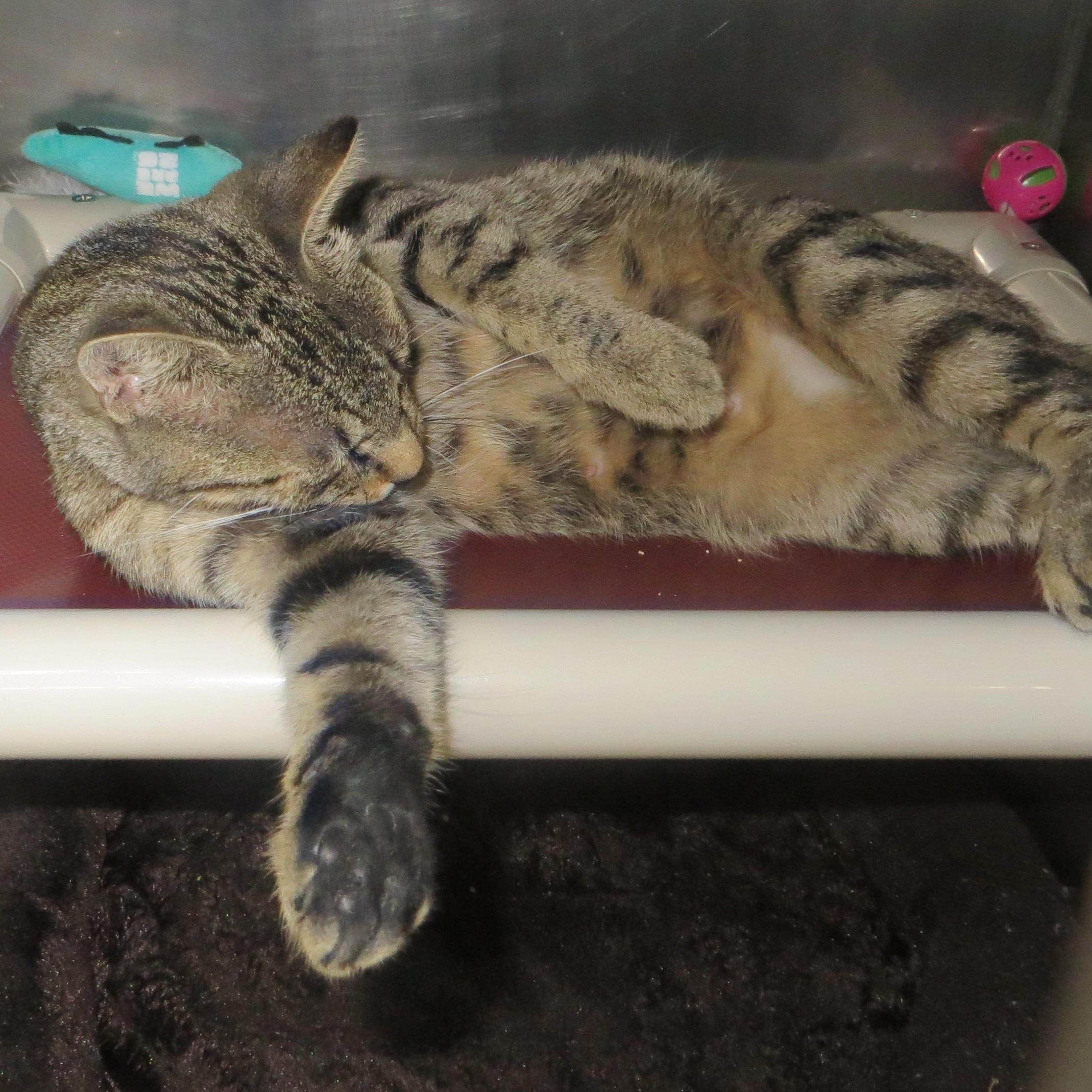 Enlarge JENNY, a ADOPTABLE Tiger in Taunton, MA image 6/6