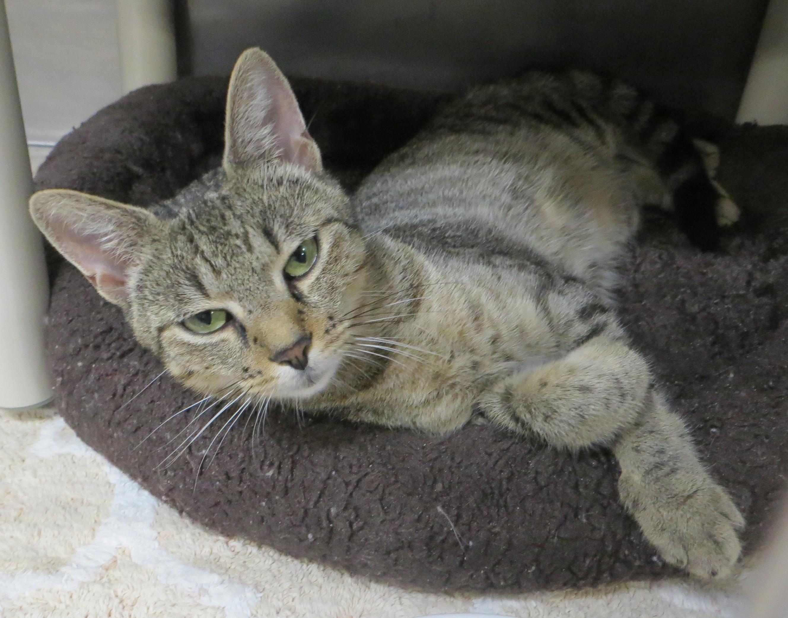 Enlarge JENNY, a ADOPTABLE Tiger in Taunton, MA image 5/6