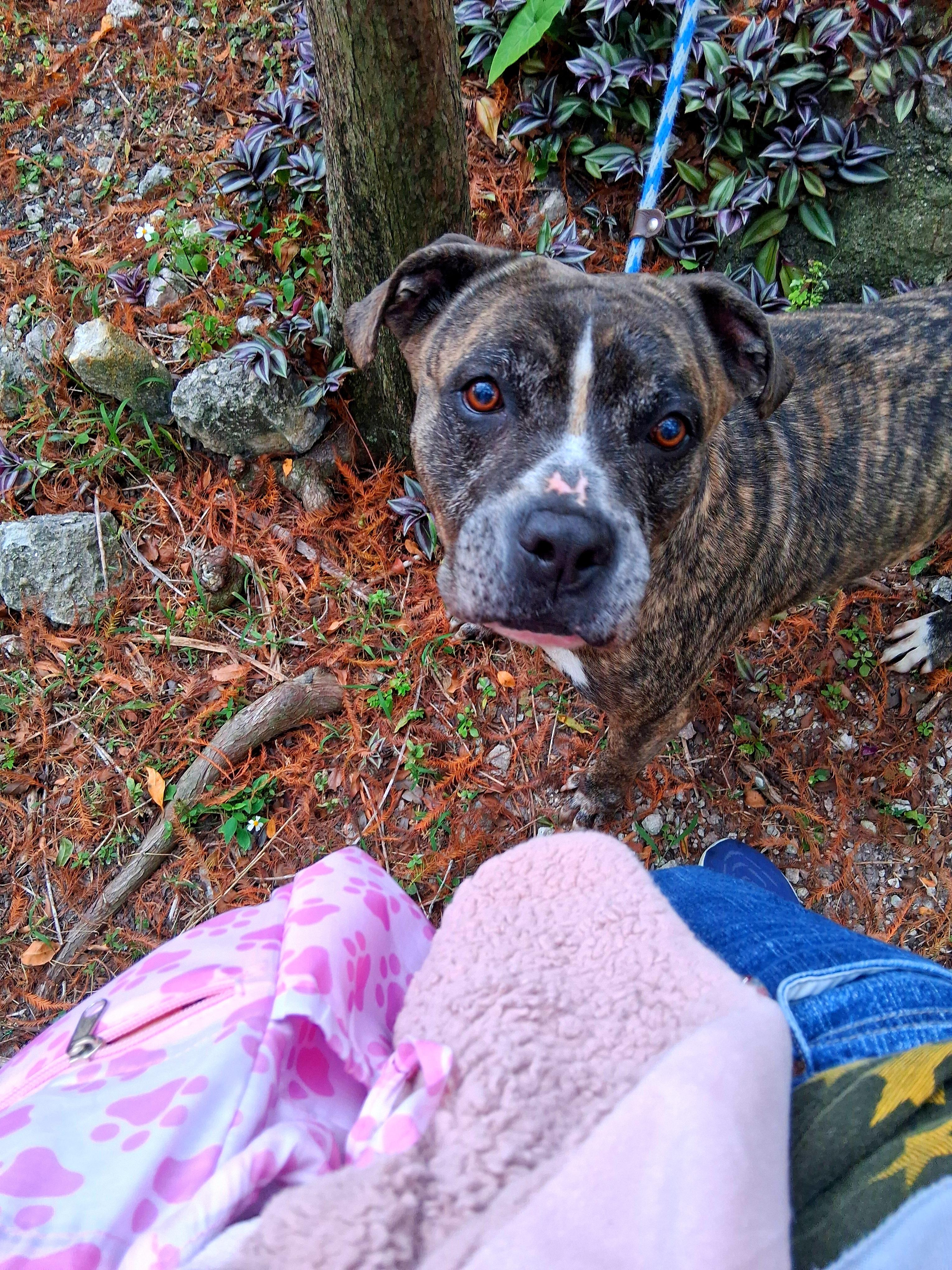 Enlarge Zues, a ADOPTABLE mixed breed in Margate, FL image 3/6