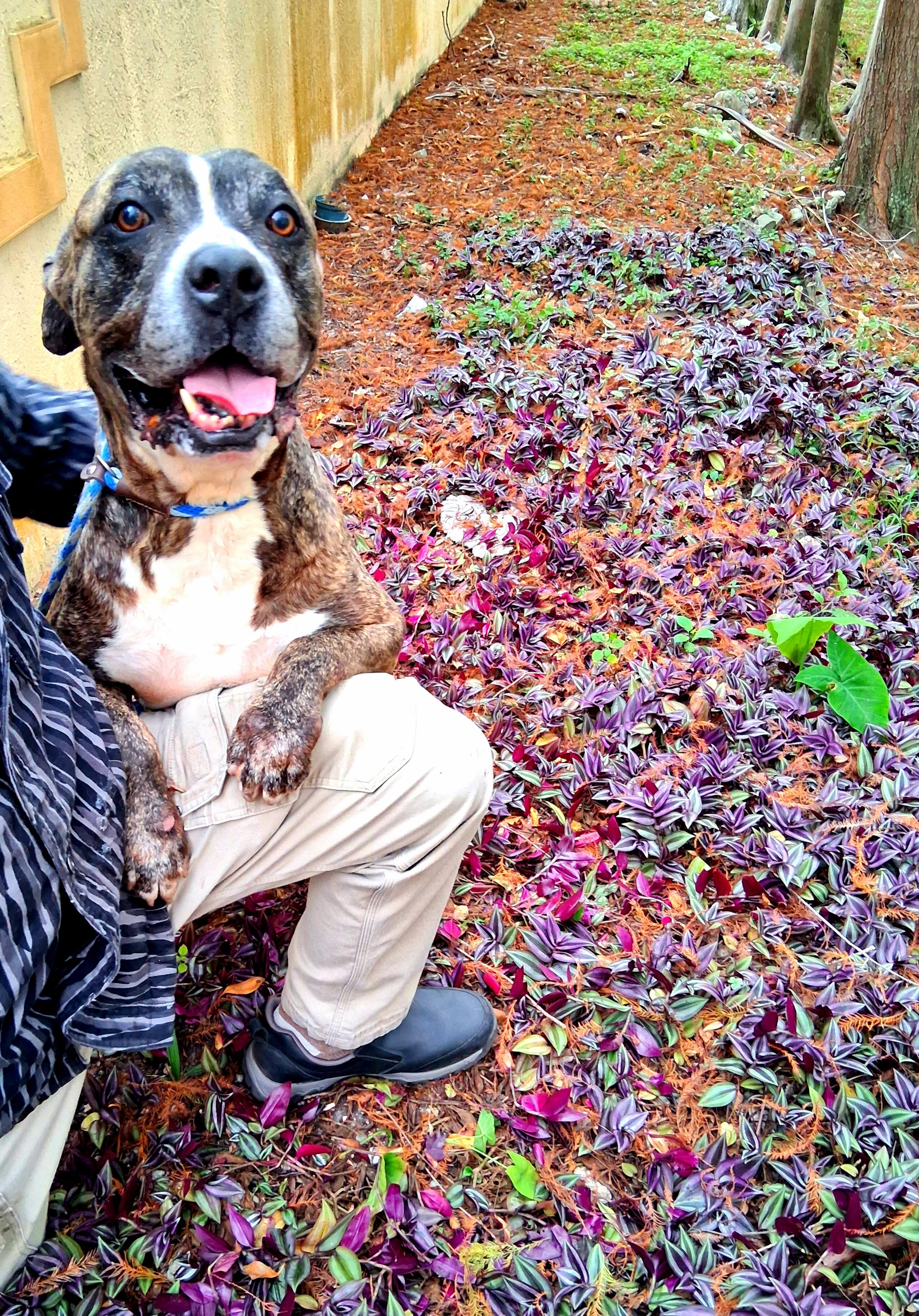 Enlarge Zues, a ADOPTABLE mixed breed in Margate, FL image 5/6