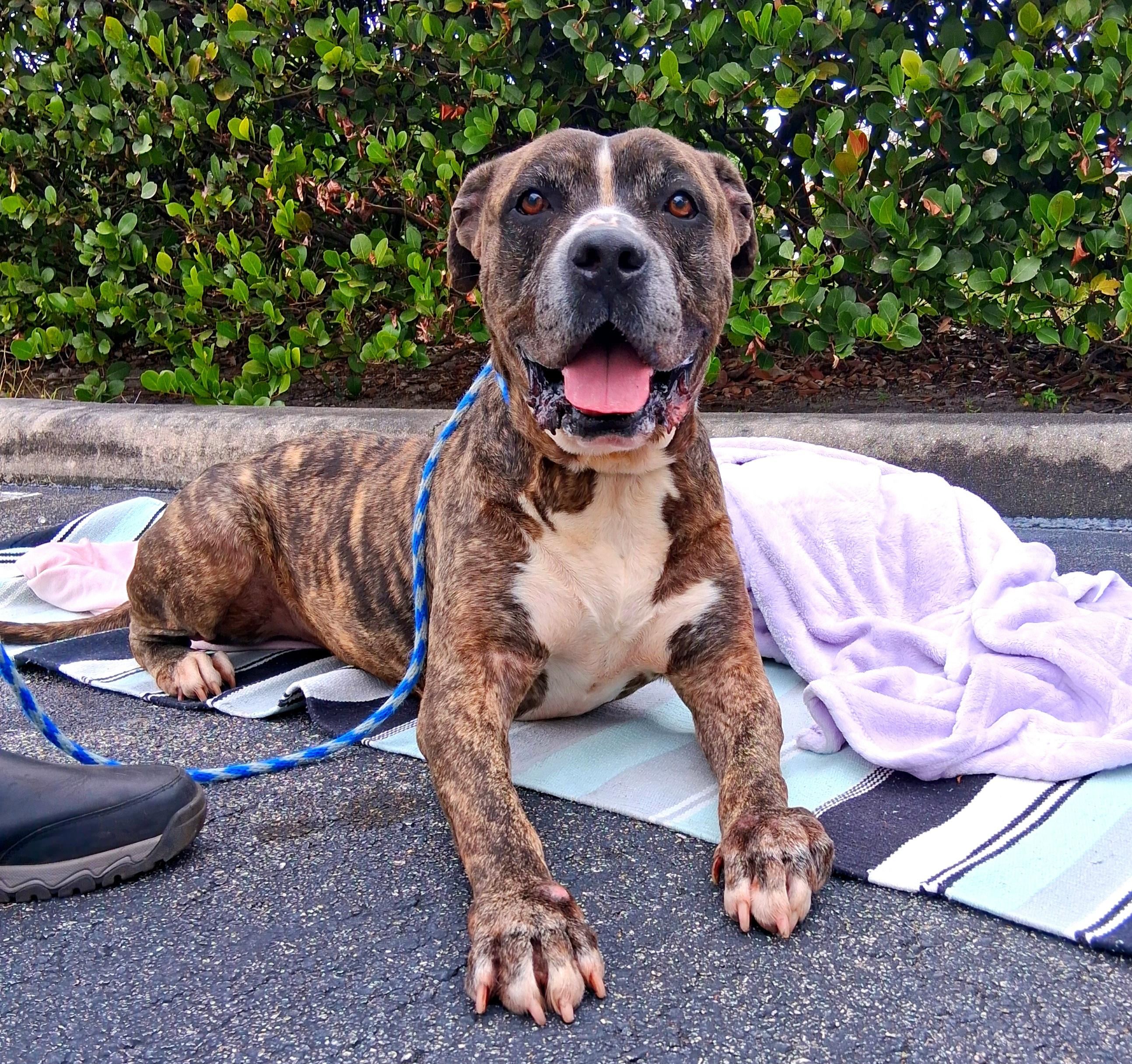 Enlarge Zues, a ADOPTABLE mixed breed in Margate, FL image 1/6