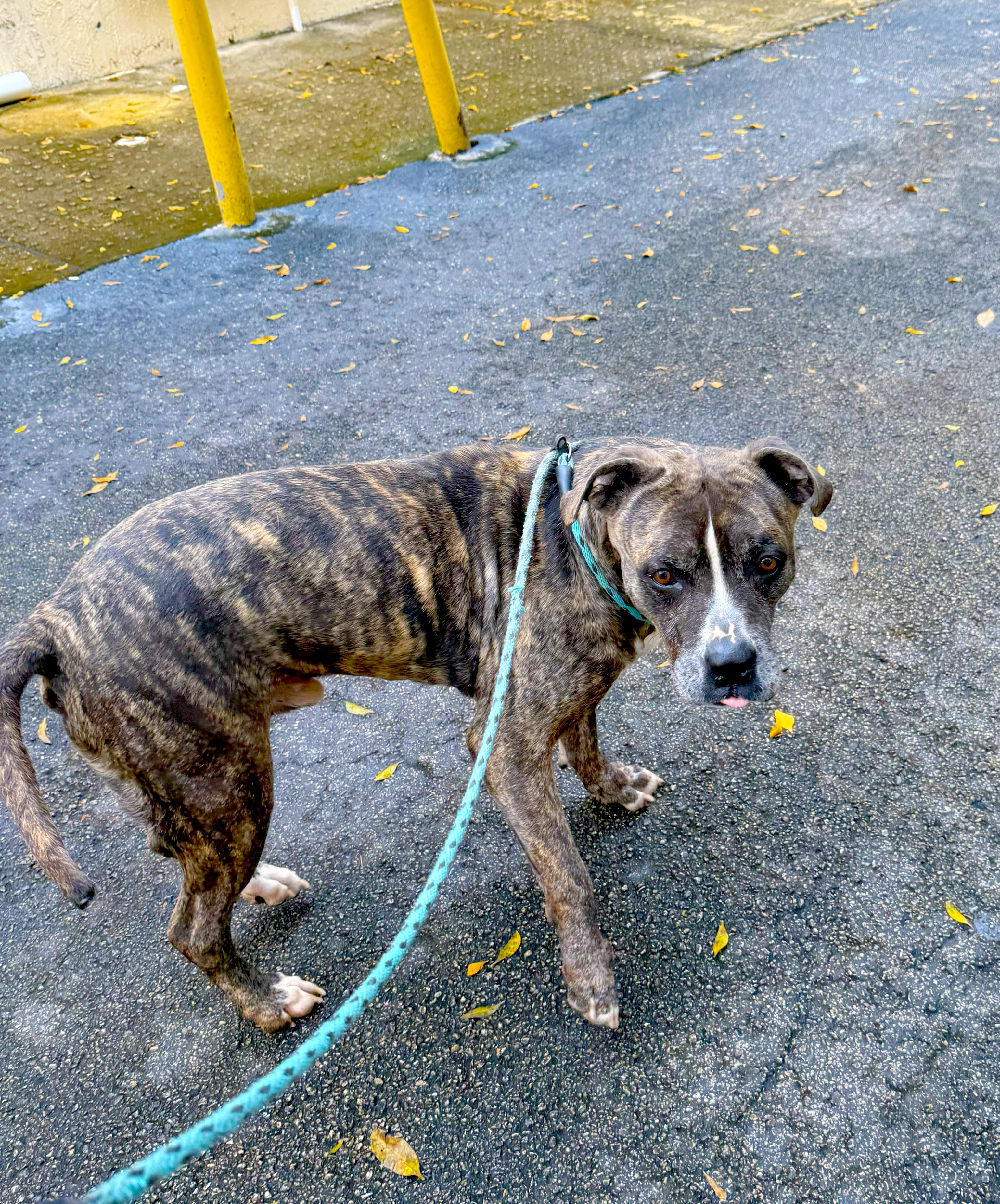 Enlarge Zues, a ADOPTABLE mixed breed in Margate, FL image 4/6