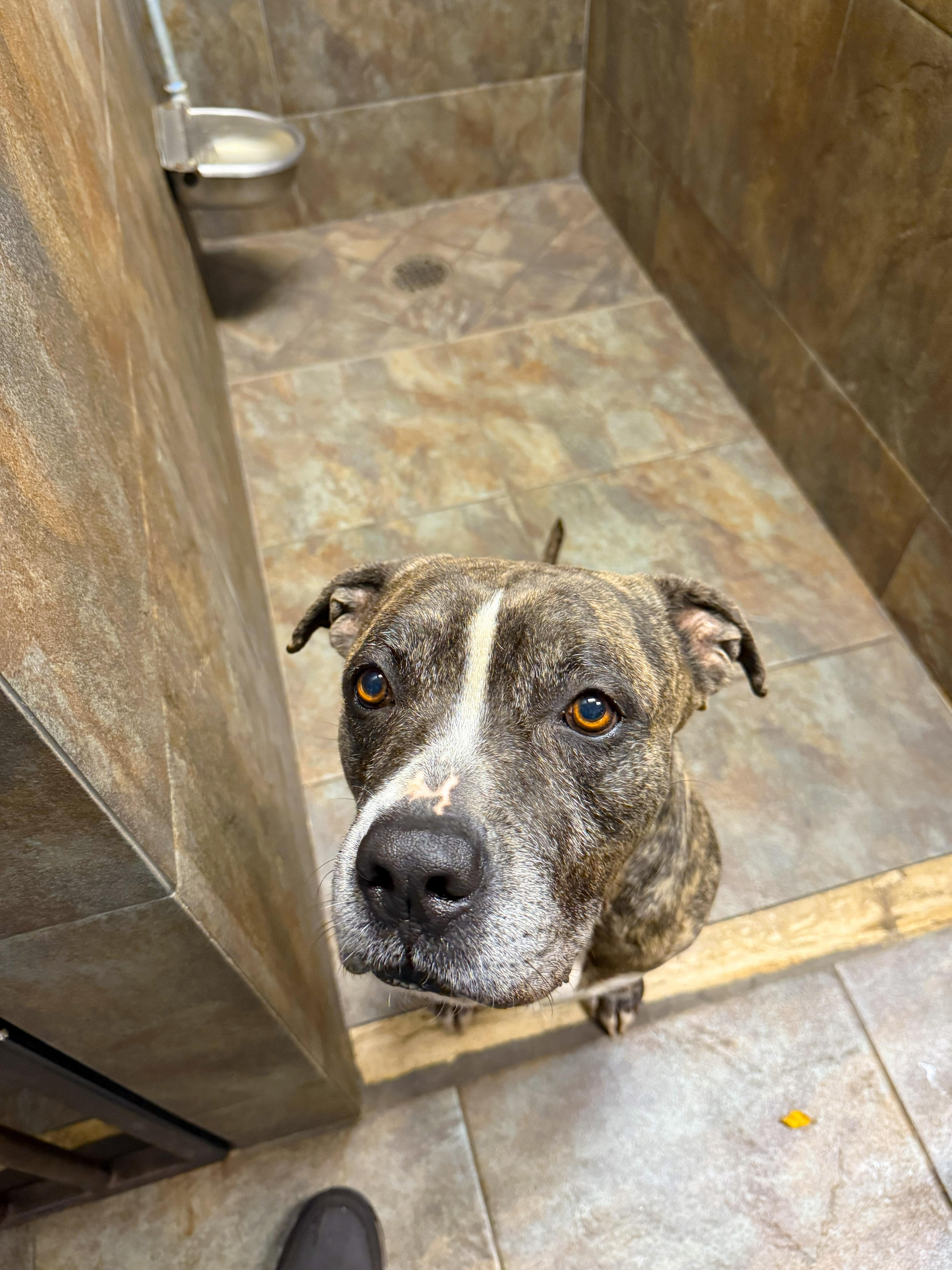 Enlarge Zues, a ADOPTABLE mixed breed in Margate, FL image 2/6