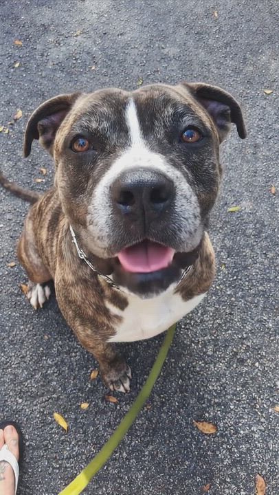 Enlarge Zues, a ADOPTABLE mixed breed in Margate, FL video 6/6