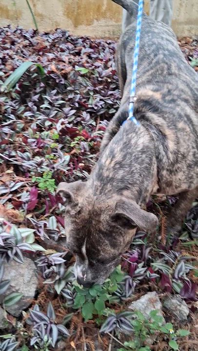 Enlarge Zues, a ADOPTABLE mixed breed in Margate, FL video 6/6