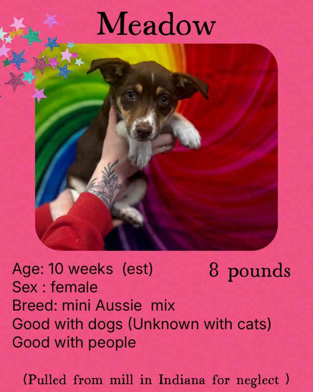 Meadow, an adoptable Australian Shepherd Mix in Manchester, CT_image-1