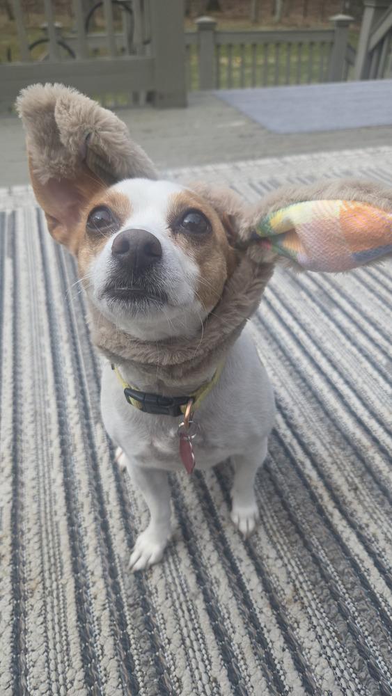 Enlarge Sunny, a Adoptable mixed breed in Groveland, MA image 2/5