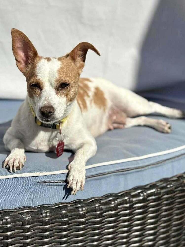 Enlarge Sunny, a Adoptable mixed breed in Groveland, MA image 3/5