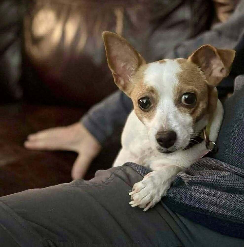 Enlarge Sunny, a Adoptable mixed breed in Groveland, MA image 5/5